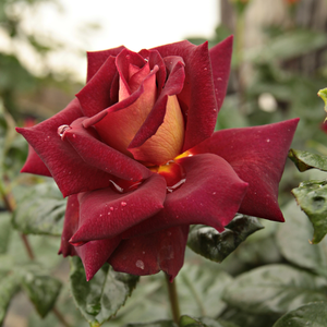 Roșu - trandafir englezesti